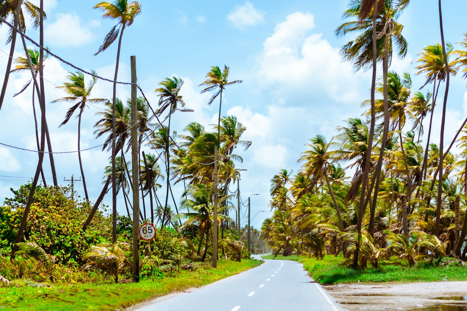 Coastal road lined with coconut palm trees at Mayaro Bay, Trinidad and Tobago